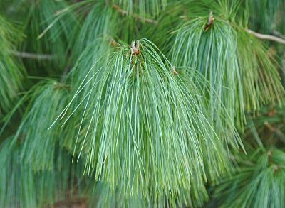 Гималайская сосна (Pinus wallichiana) имеет очень привлекательную хвою