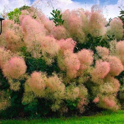 После цветения скумпия (Cotinus) перевоплощается скумпию из обычного цветущего кустарника на сизовато-розовое облако