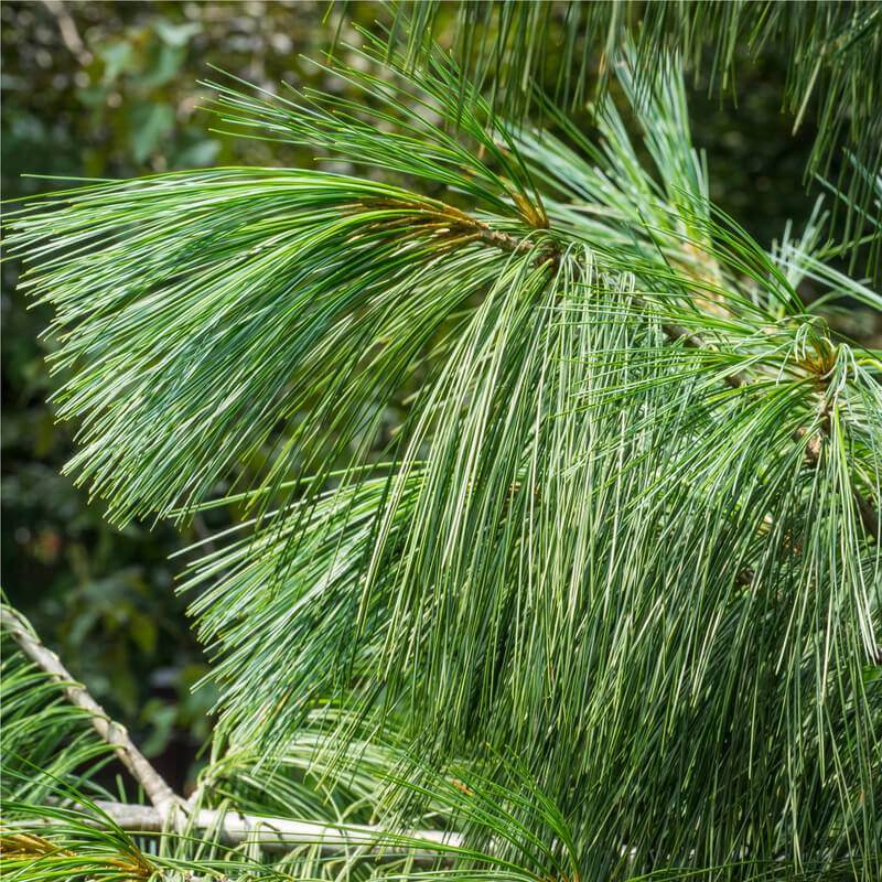 Сосна горная Веймутова (Pinus monticola)