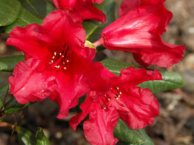 Рододендрон плоский (Rhododendron repens), цветы