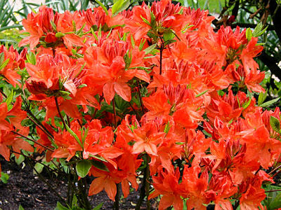 Азалия Кнапп-Хилл (Azalea Knapp-Hill), цветы декоративного сорта