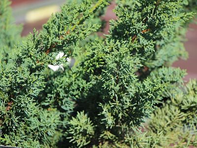 Можжевельник китайский (Juniperus chinensis) – популярное садовое растение