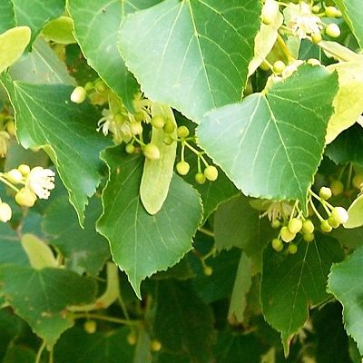 Липа мелколистная (Tilia cordata) – цветы и листочки в виде сердца