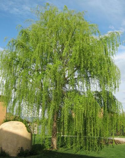 Ива плакучая, или вавилонская (Salix babylonica) прекрасно чувствует себя у водоемов
