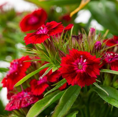 Гвоздика (Dianthus) – один из самых распространенных декоративников