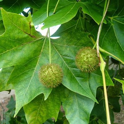Листья и плоды платана (Platanus)