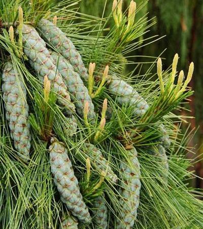 Уникальные шишки сосны Шверина (Pinus schwerinii)