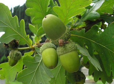 Некоторые виды дуба (Quercus) принадлежат к вечнозеленым растениям