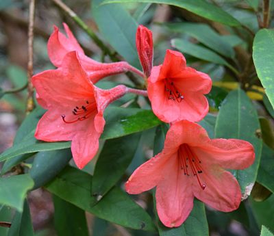 Рододендрон Гриерсона (Rhododendron griersonianum), цветы