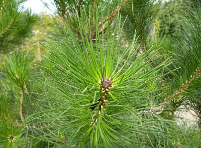 Сосна лучистая (Pinus radiata) – один из быстрорастущих видов сосен