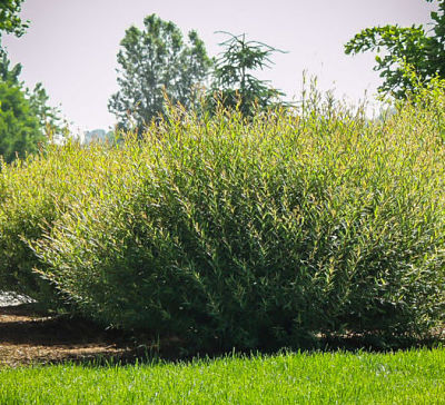 Среди ив (Salix) можно найти огромное разнообразие декоративных сортов