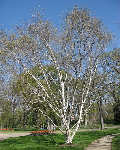 Береза полезная (Betula utilis) в весеннем парке