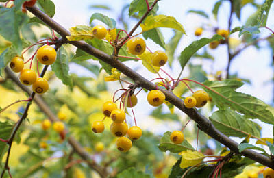 Яблоня переходная (Malus transitoria) – плоды желтого цвета