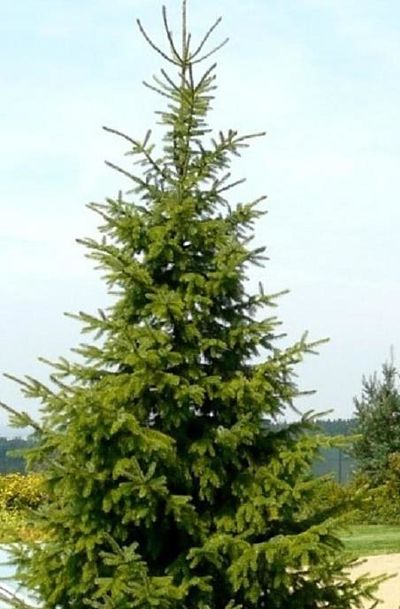 Сербская ель, Picea omorika, вид дерева