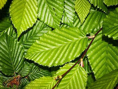Листья граба обыкновенного прекрасно смотрятся в живых изгородях