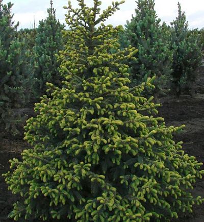 Ель черная (Picea mariana, Picea nigra)