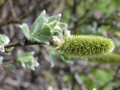 Ива ползучая (Salix reptans) зацветает в апреле-мае