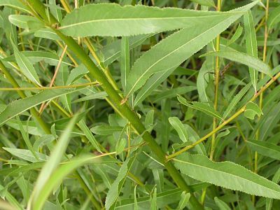 Листья и веточки ивы краснеющей (Salix x rubens)