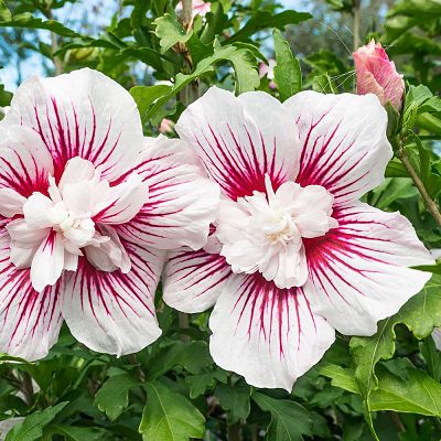 Сирийский гибискус (Hibiscus syriacus) – это превосходное растение, которое впечатляет разнообразием видов и сортов