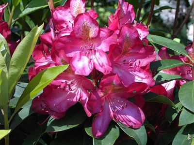 Цветы рододендрона гибридного (Rhododendron hybrid) 