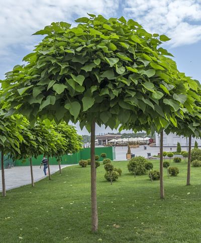 Катальпа (Catalpa) привлекает крупными декоративными листьями