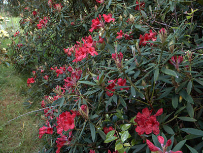 Рододендрон Гриерсона (Rhododendron griersonianum), вид куста