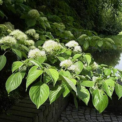Дерен спорный (Cornus controversa), цветы на фоне листьев