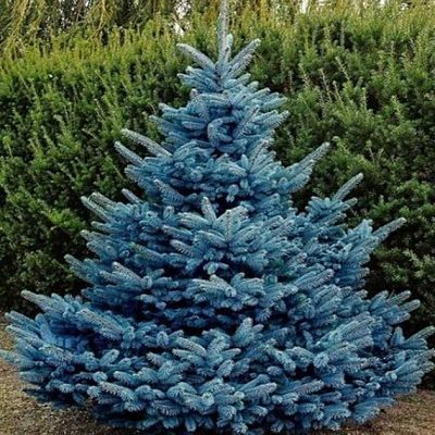 Голубая ель (лат. Picea pungens)