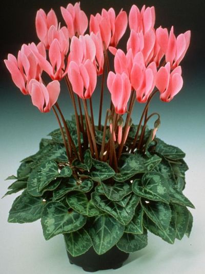 Цикламен (Cyclamen) часто выращивают как комнатное растение
