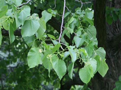 Листья американской липы (Tilia americana)