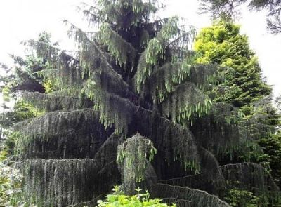 Свисающие ветви ели Бревера (Picea breweriana)