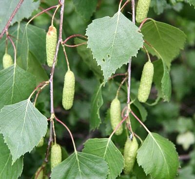 Весенние сережки и листья березы повислой (Betula pendula)