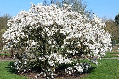 Магнолия Кобус (Magnolia Kobus), вид дерева