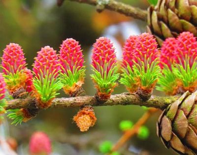 Цветущие молодые шишки лиственницы европейской (Larix decidua)