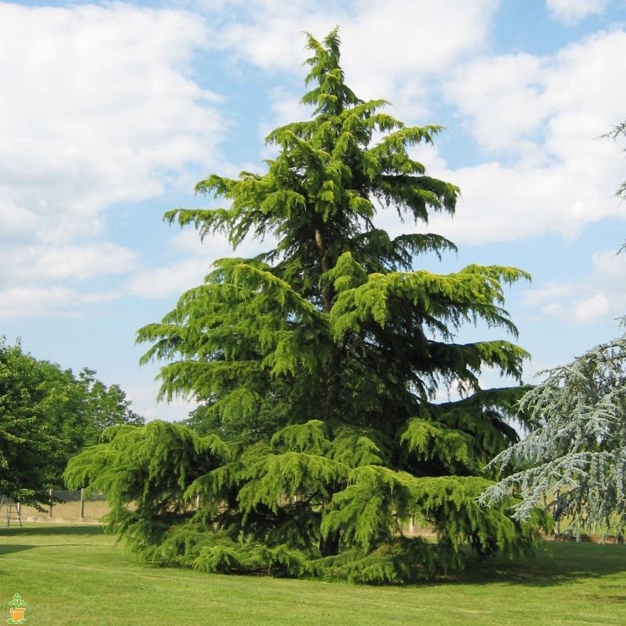 Кедр гималайский (Cedrus deodara), внешний вид дерева
