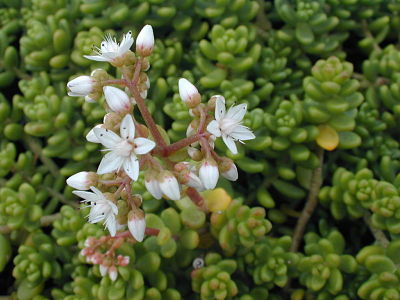 Очиток белый (Sedum album) во время цветения