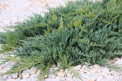 Можжевельник распростертый (Juniperus horizontalis) – прекрасное почвопокровное растение