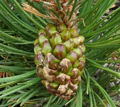 Уникальные шишки дали название сосне крючковатой (Pinus uncinata)