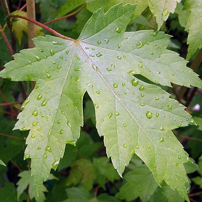 Листья клена Фримана (Acer freemanii)