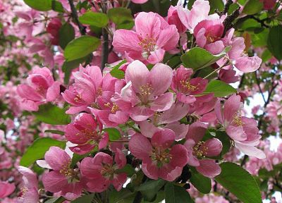 Цветение яблони Недзвецкого (Malus niedzwetzkyana)