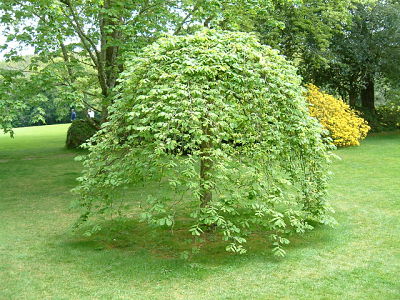 Вяз шершавый, или горный (Ulmus glabra) – декоративный вид