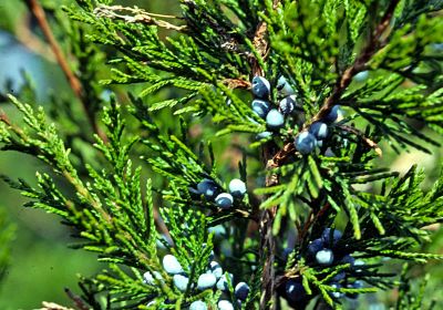 Род можжевельников (Juniperus) насчитывает более 70 видов