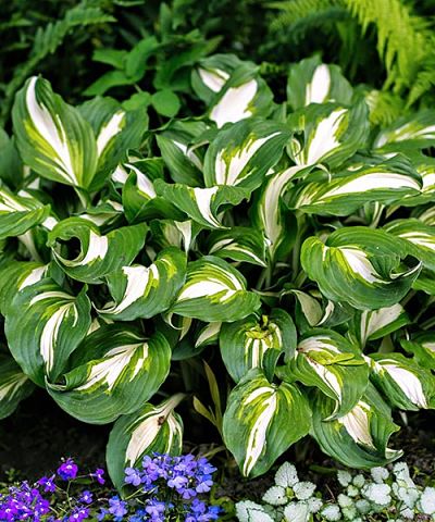 Хоста волнистая (Hosta undulata) – травянистое многолетнее растение