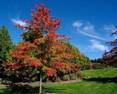 Дуб болотный (Quercus palustris) хорошо переносит городские условия