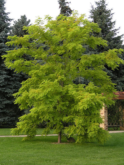 Робиния (Robinia) может быть и крупным деревом, и кустом