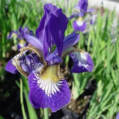 Ирис сибирский (Iris sibirica), вид цветка