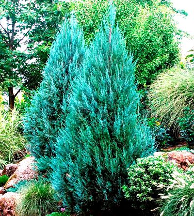 Можжевельник скальный (Juniperus scopulorum) может расти на бедных почвах