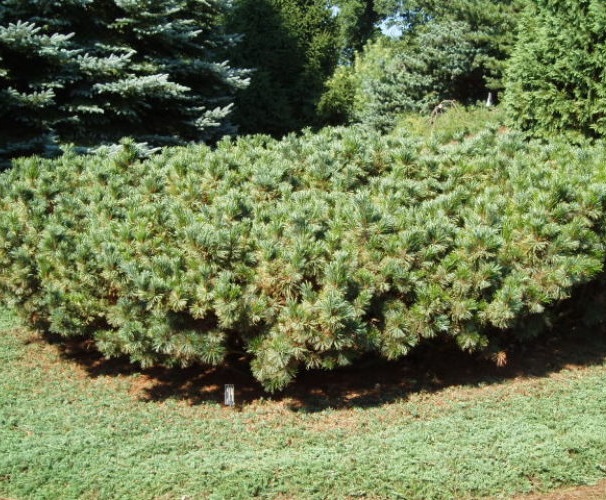 Сосна низкая, или стланиковая (Pinus pumila)