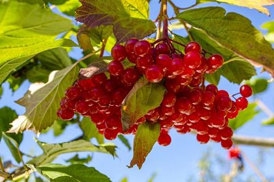 Гроздья калиновых ягод украшают куст даже после опадения листьев