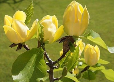 Магнолия бруклинская (Magnolia × brooklynensis) во время цветения